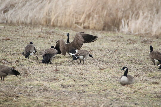 Birds in the wild