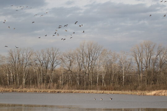 Birds in the wild