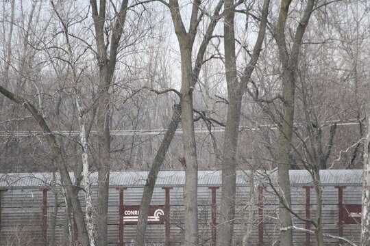 Birds in the wild