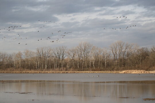 Birds in the wild