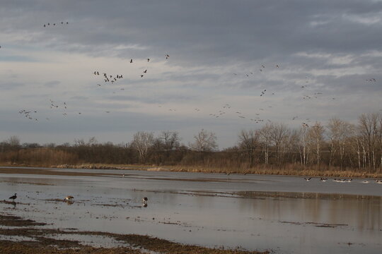 Birds in the wild