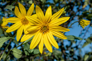 Jerusalem Artichoke (Helianthus tuberosus) in garden