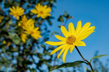 Jerusalem Artichoke (Helianthus tuberosus) in garden