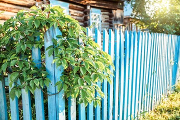 Lush green plant grows twisting around blue wooden fence on sunny day. House surrounded by wild grapes in countryside in summer close view