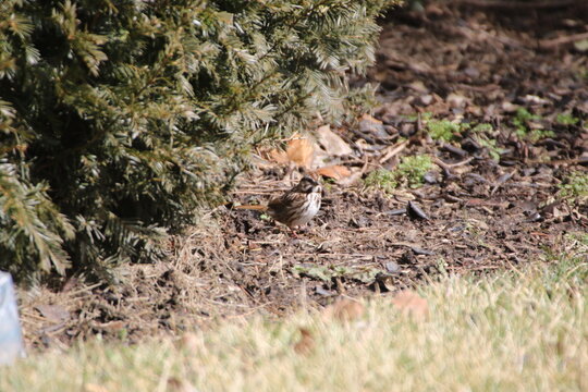 Birds in the wild