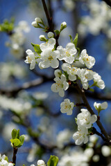 Beautiful spring blossom on nature background