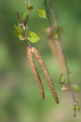 Beautiful spring blossom on nature background
