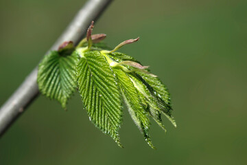 Beautiful spring blossom on nature background