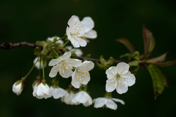 Beautiful spring blossom on nature background