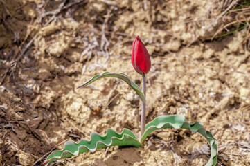 Didier's Tulip (Tulipa gesneriana) in coastal hills, Crimea