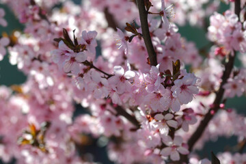 Beautiful spring blossom on nature background