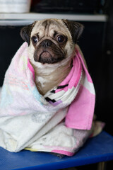 Funny pug dog sits after bathing in a towel on the grooming table