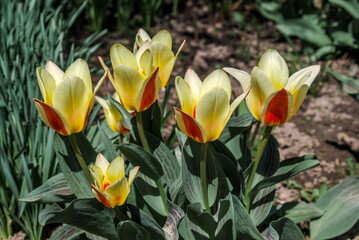 Tulipa greigii Cultivar (Tulipa greigii) in garden