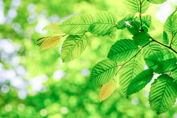 Naklejka na ściany i meble A background of branches with green leaves. High quality photo