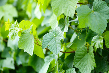 Unripe grapes with green leaves close up