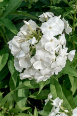 Garden Phlox (Phlox paniculata) in garden