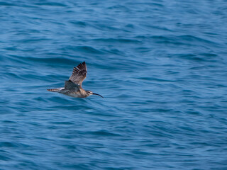 Fototapeta premium Regenbrachvogel (Numenius phaeopus) im Flug über dem Meer