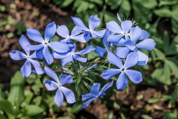 Woodland Phlox (Phlox divaricata) in garden