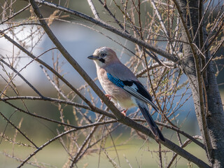 Eichelhäher (Garrulus glandarius)