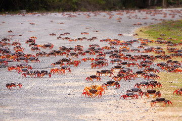 Hundreds of red mangrove crabs crossing roads and climbing walls in search of the sea during...