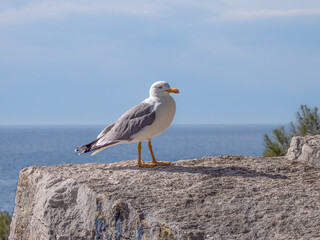 Heringsmöwe (Larus fuscus) vor dem Mittelmeer