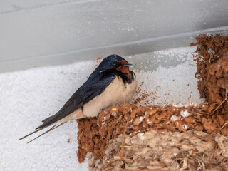 Mehlschwalbe (Delichon urbicum) im Nest