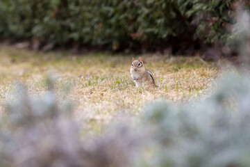 Selective focus view of adorable eastern chipmunk sitting in lawn at spring staring intently, with plant in soft focus foreground, Quebec City, Quebec, Canada