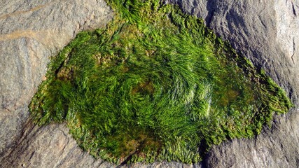 green moss on the stone wall