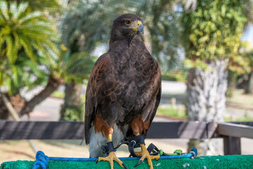 動物園のかっこいいタカ
