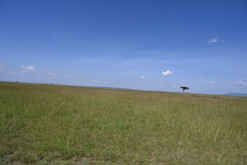 single tree standing in maasai mara plains