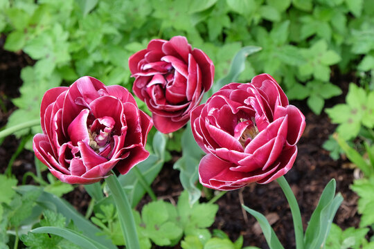 Double Tulip ÔDream TouchÕ in flower
