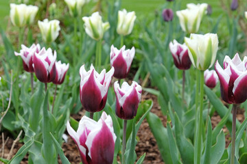 Lily flowered Tulip ÔBalladeÕ in bloom.