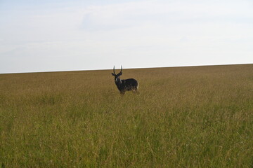 spectacular view of a male deer 