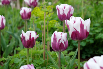Tulip ÔRems FavouriteÕ in flower.