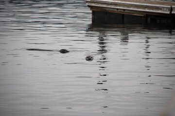 sea lions in the marina