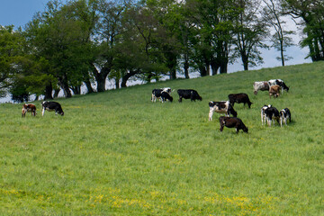 Vaches Prim’Holstein dans une prairie