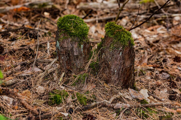 A wooden tree stump overgrown with moss