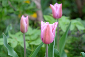 Tulip ÔMistress MysticÕ in flower.