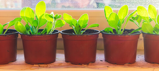 Balcony with seedlings on the windowsill.