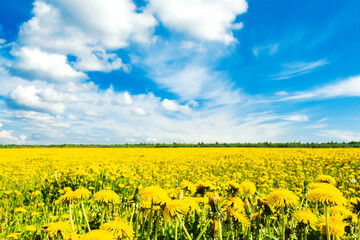 Obraz premium Field of yellow dandelions and blue sky.