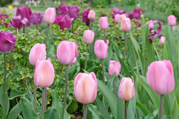 Pink triumph tulips in flower.