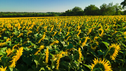 sunflower seed field top view
