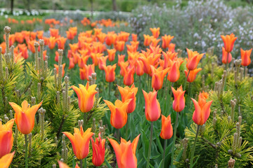 Lily flowered tulips ÔballerinaÕ in flower