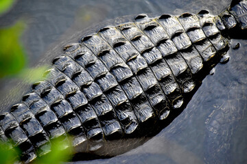 alligator in the everglades closeup of skin