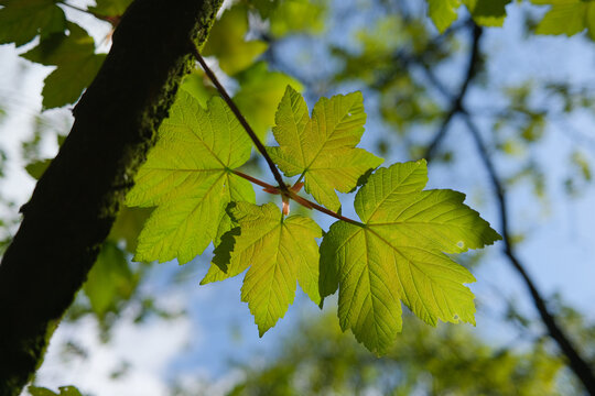 sycamore tree leaves closeup back lit by spring sunshine