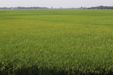 A Greeny Scene at Rural Area in Bangladesh