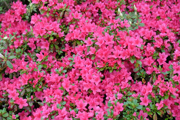 Obraz premium Pink Rhododendron Ôima-shojoÕ in flower
