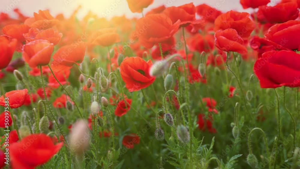 Aufkleber Bright red poppies sway in the wind in the rays of setting sun. Camera moves through field of poppies, gimbal shot.