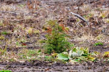 Young spruce tree sapling planted and growing in a clear-cut forest during early spring. Selective focus, background blur and foreground blur.
