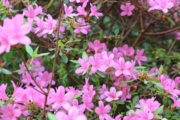 Obraz premium Pink Rhododendron ‘Hinomayo’ in flower